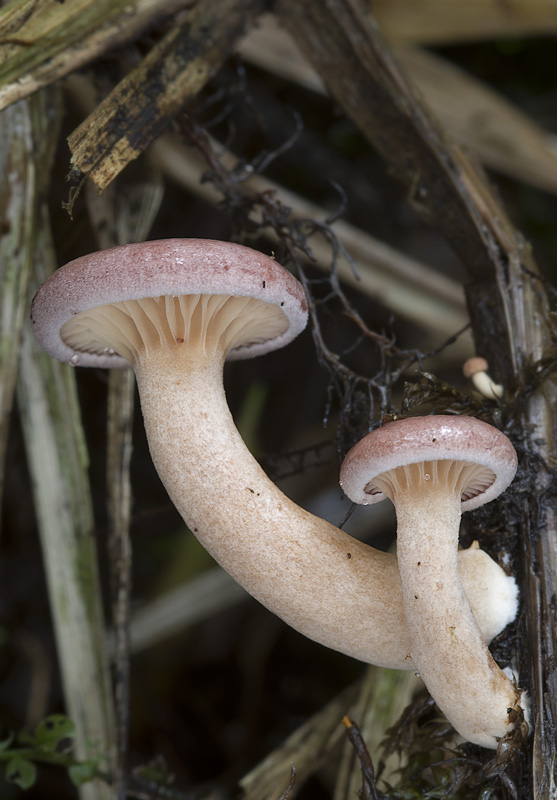 Lactarius lilacinus